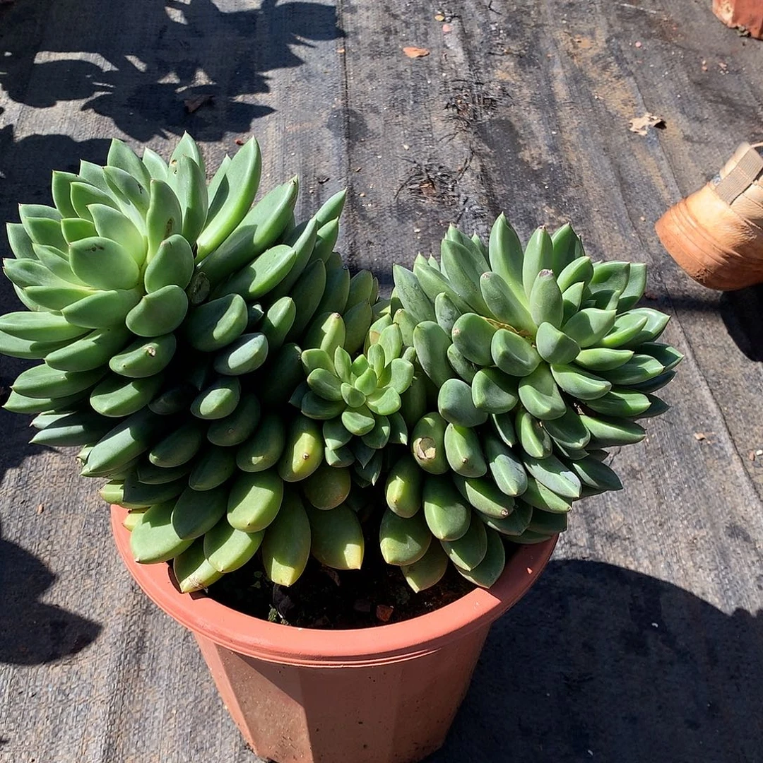 大大双头起象牙20米双十一福利