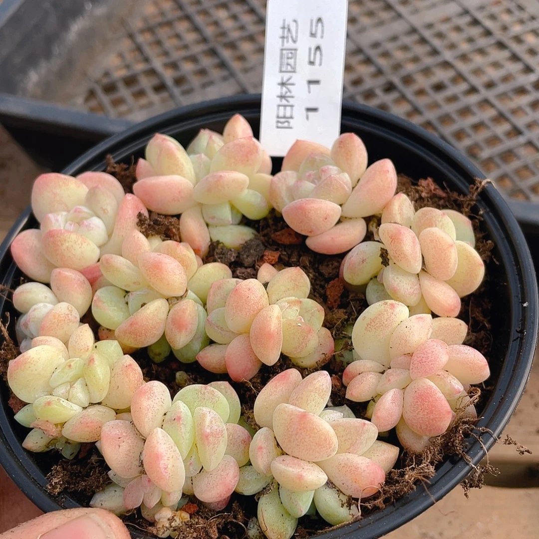 多肉植物多肉植物1155