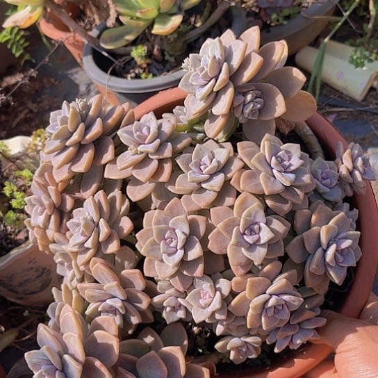 多肉植物。。。。。。。。。。。。。。。