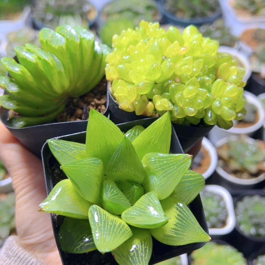 玉扇+草水晶群+帝王玉露