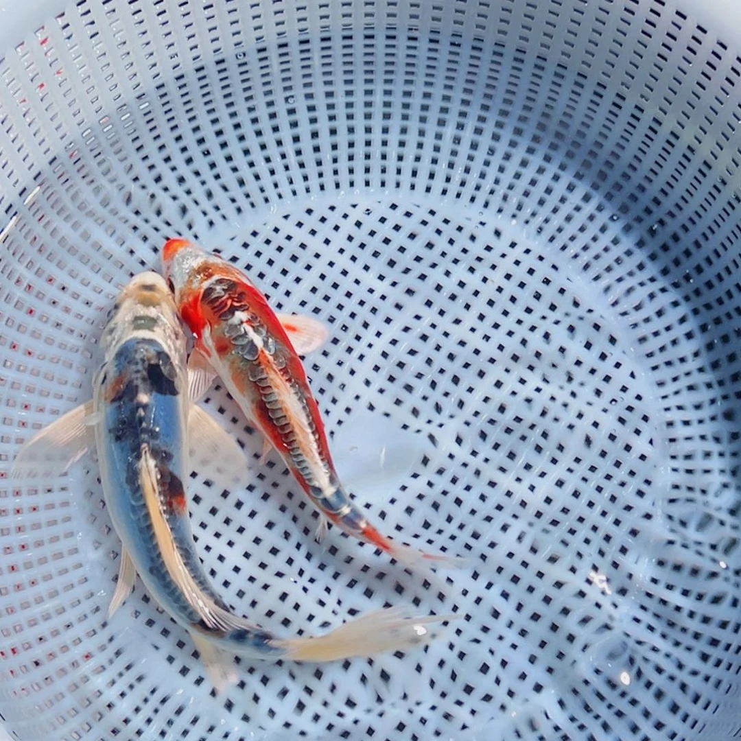 锦鲤锦鲤观赏鱼6666