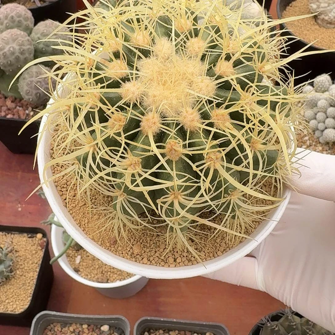 卷刺金虎仙人球1234