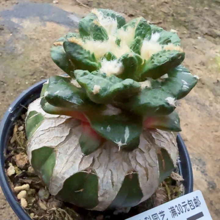 无花朵735翘尤龟甲牡丹锦西一