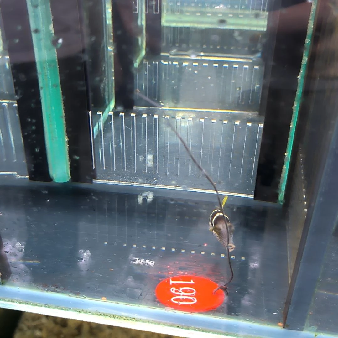 海水鱼日本婆4-36-190