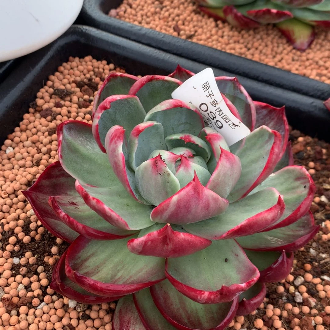 039号多肉植物惊鸿16厘米