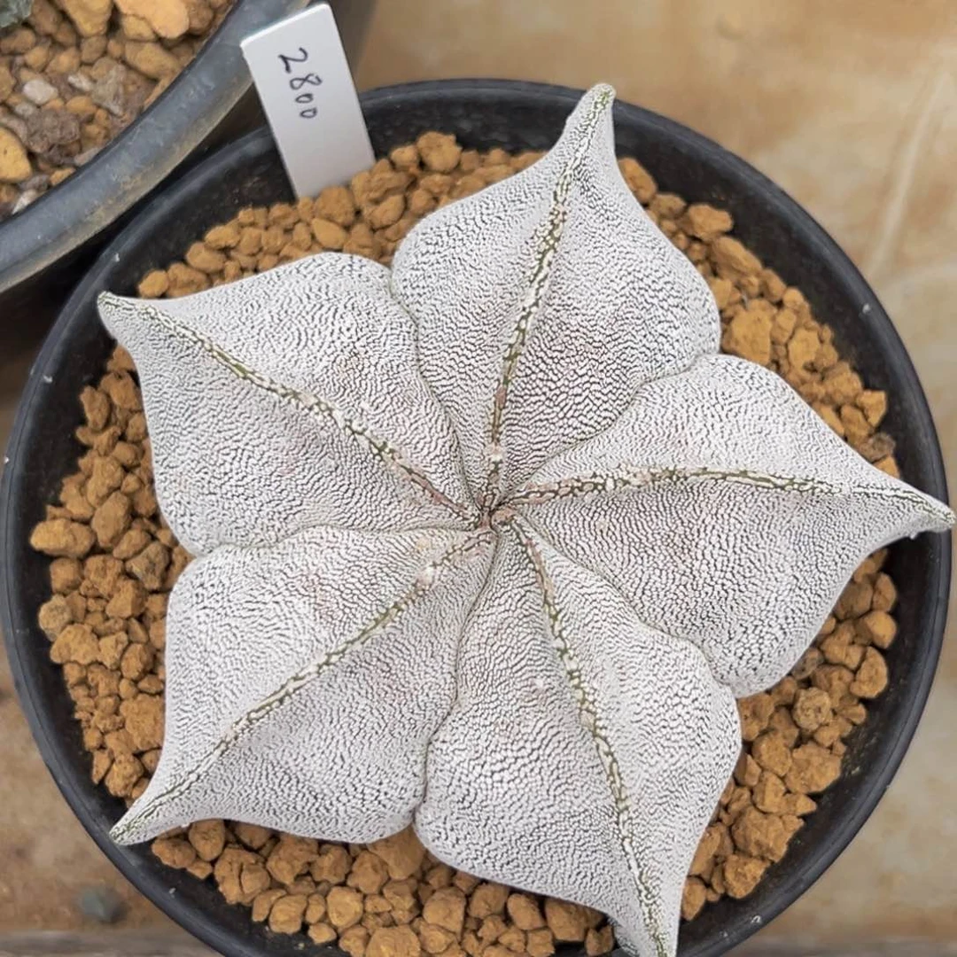 m山川恩冢实生日系带盆