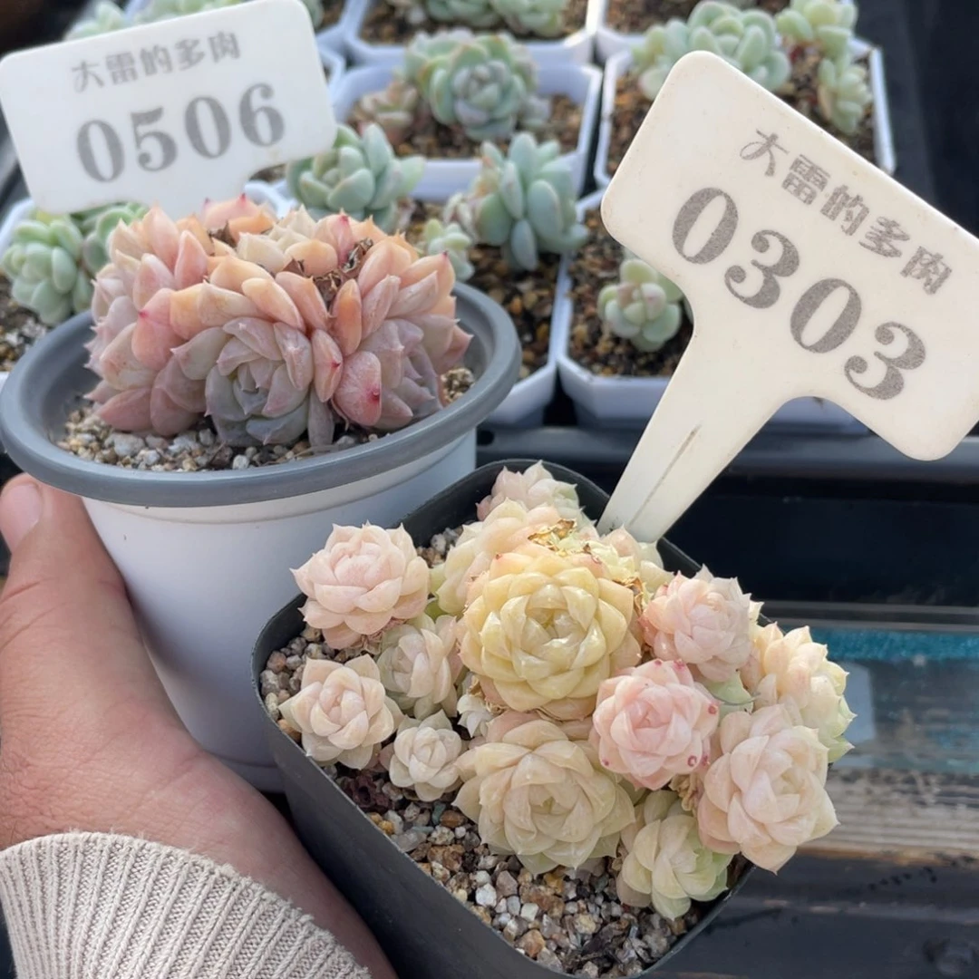 B****A05060303麦秆纯爱啦啦啦