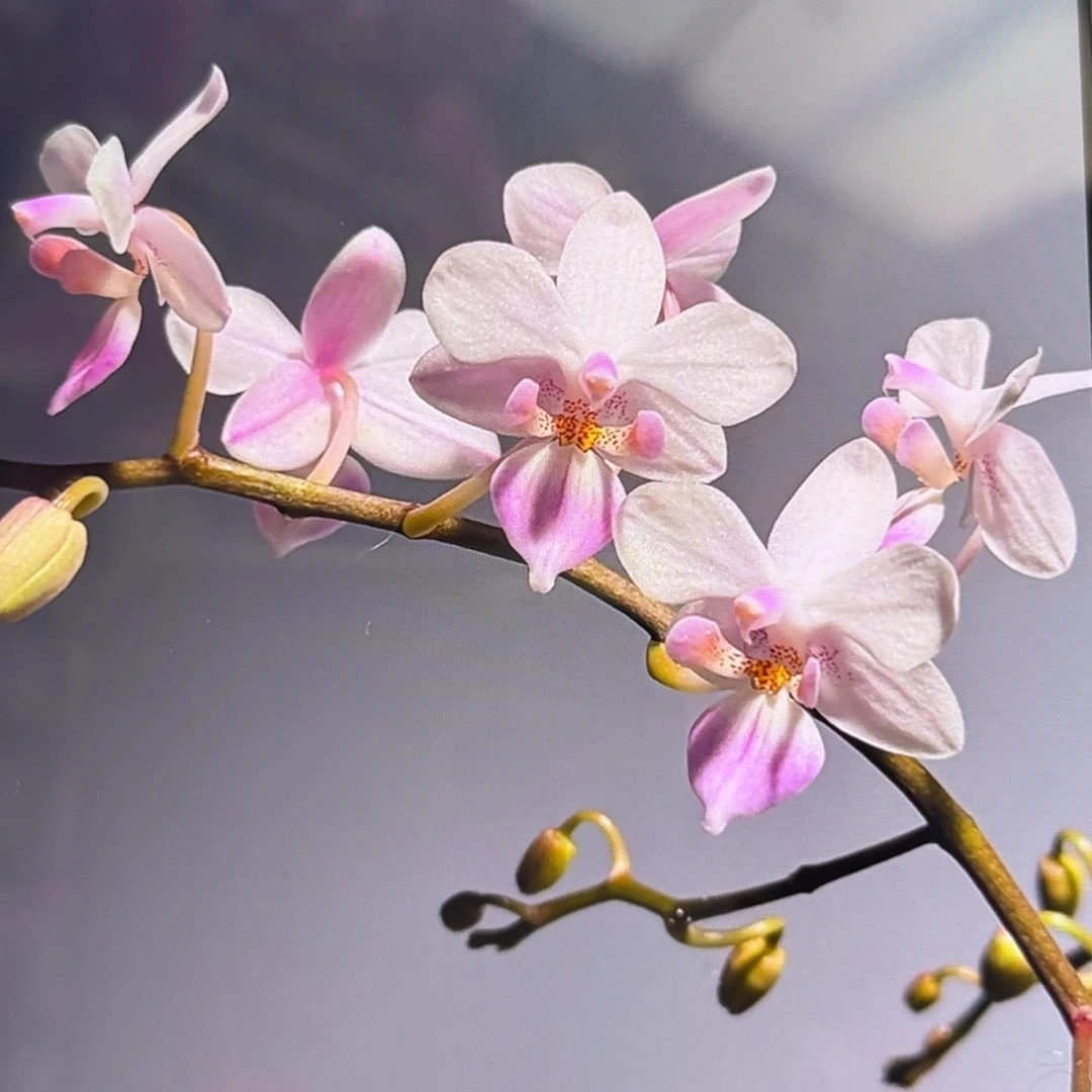 无花朵2.8寸樱花雨苗