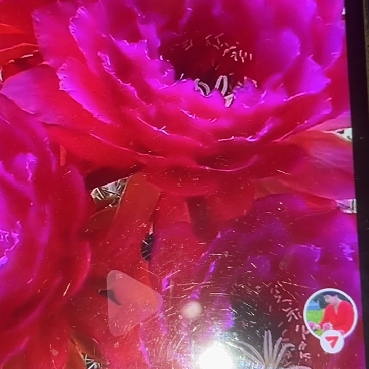 清清13根仙人球瑕疵