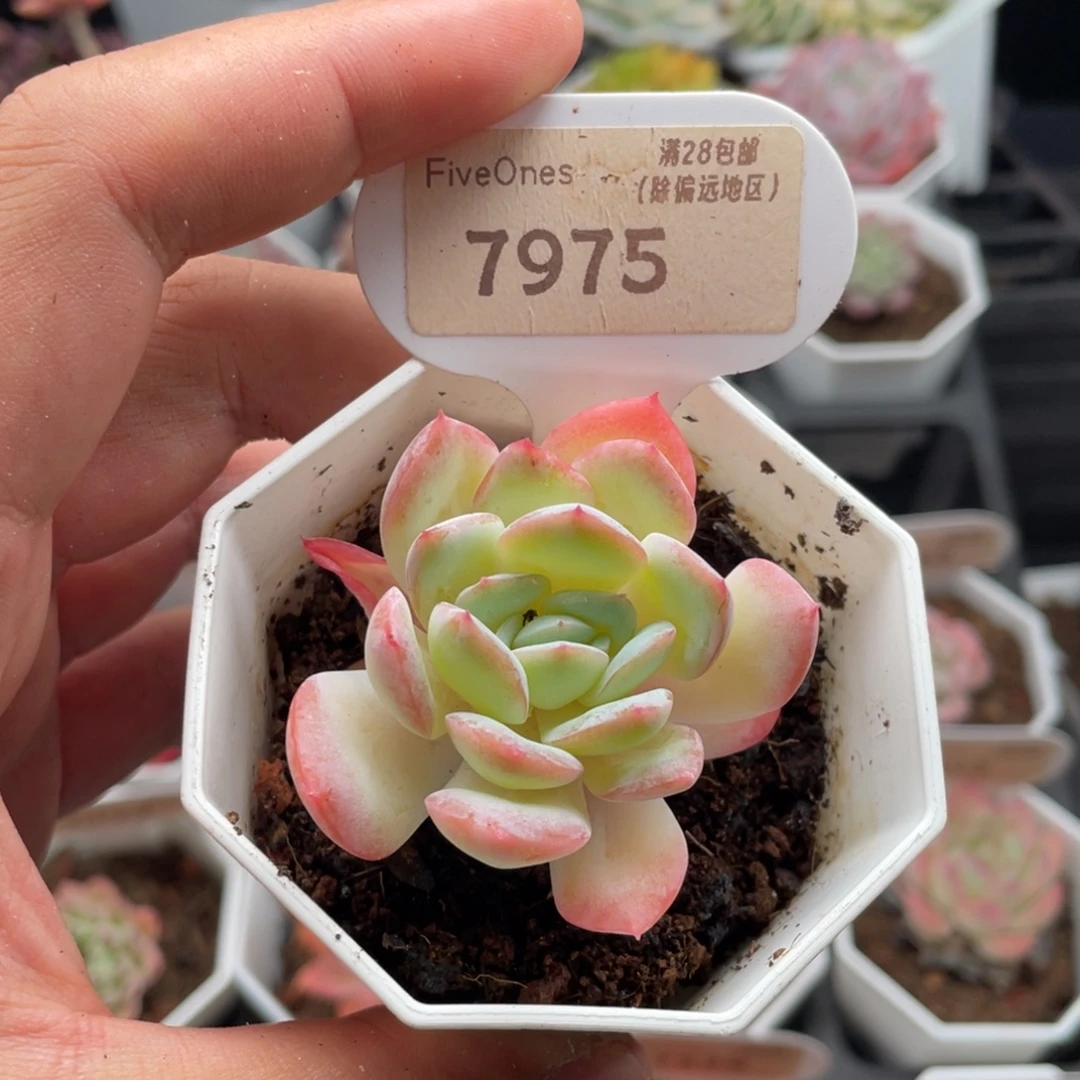 莎莎女王7975-4.5厘米
