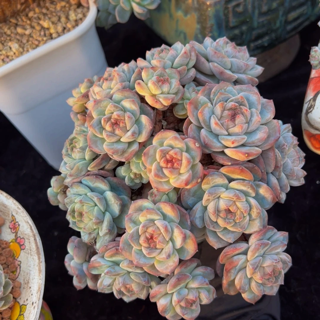 厚梦群生天天开心
