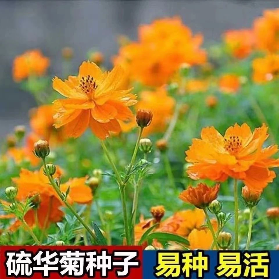 硫化菊种子黄波斯菊花种子黄秋英花籽硫华菊种子四季耐旱耐贫瘠花