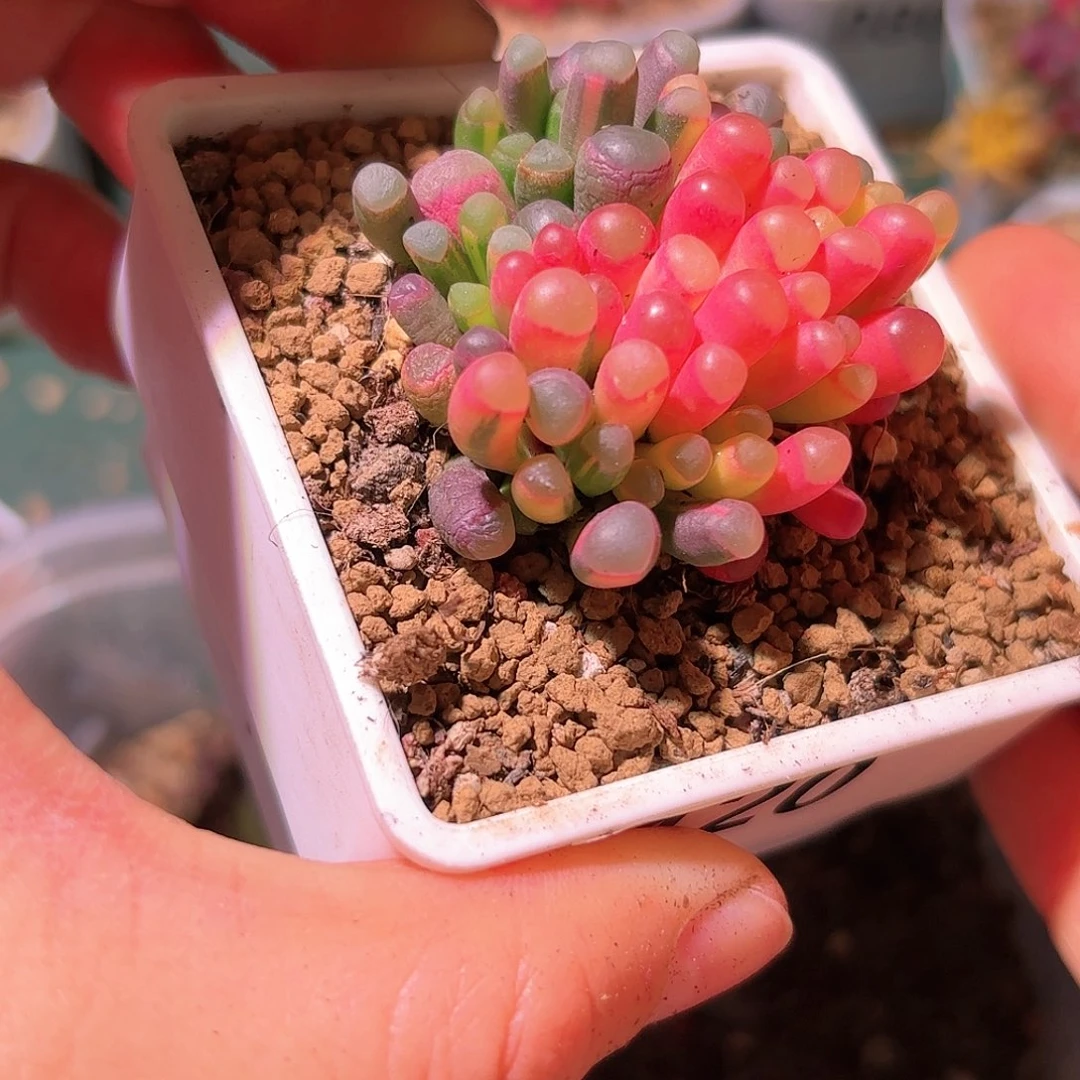 120号五十铃玉锦多肉植物锦一物一拍带盆土发货