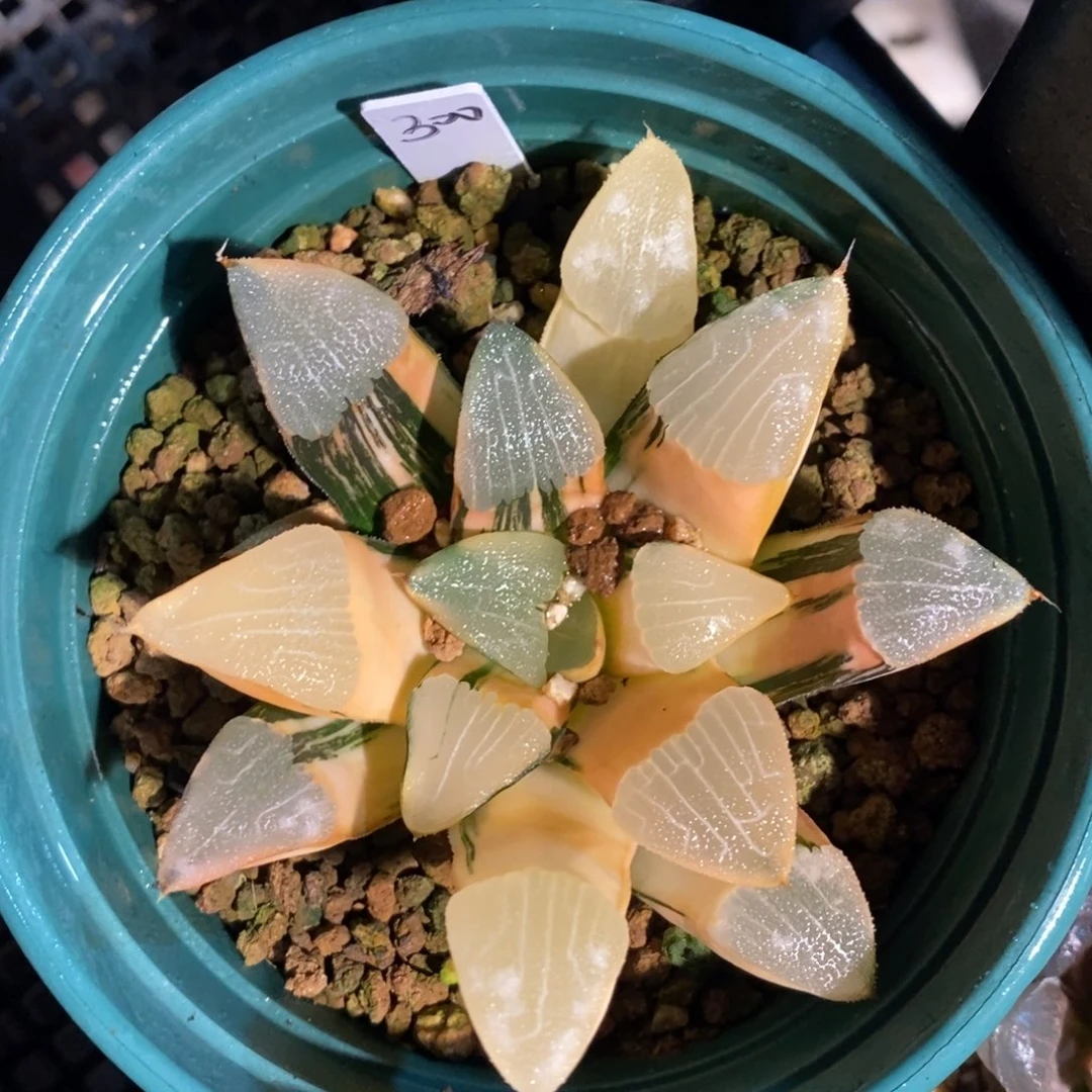 一颗实生大克锦。