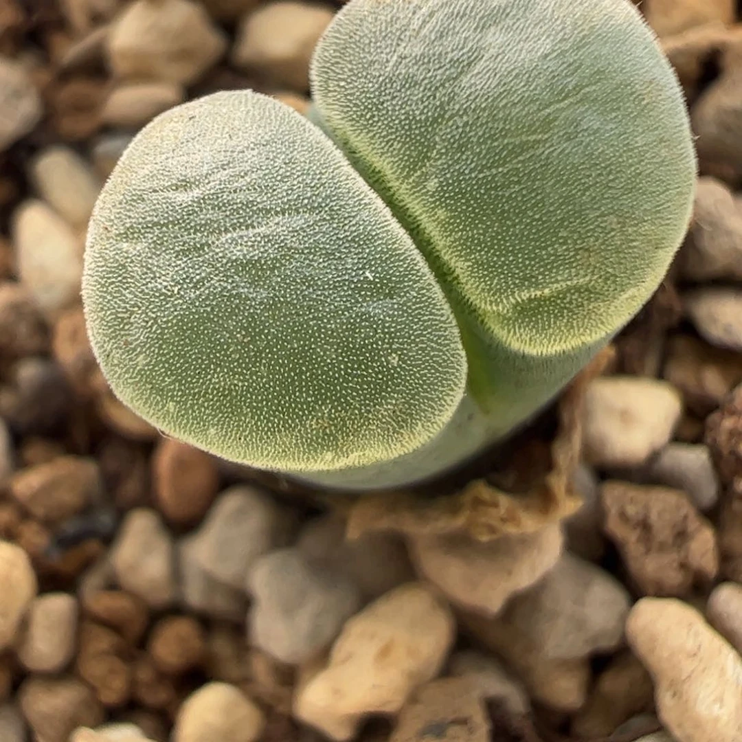 408 好看的多肉冲冲冲