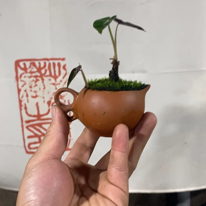 晨*一物一拍所见即所得207