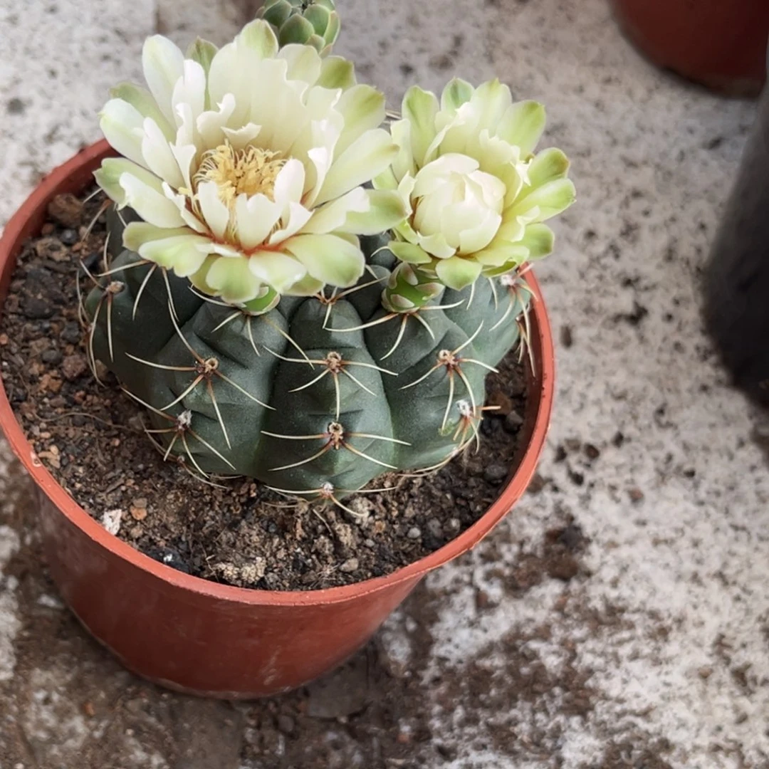 @****实生绯花玉仙人球1