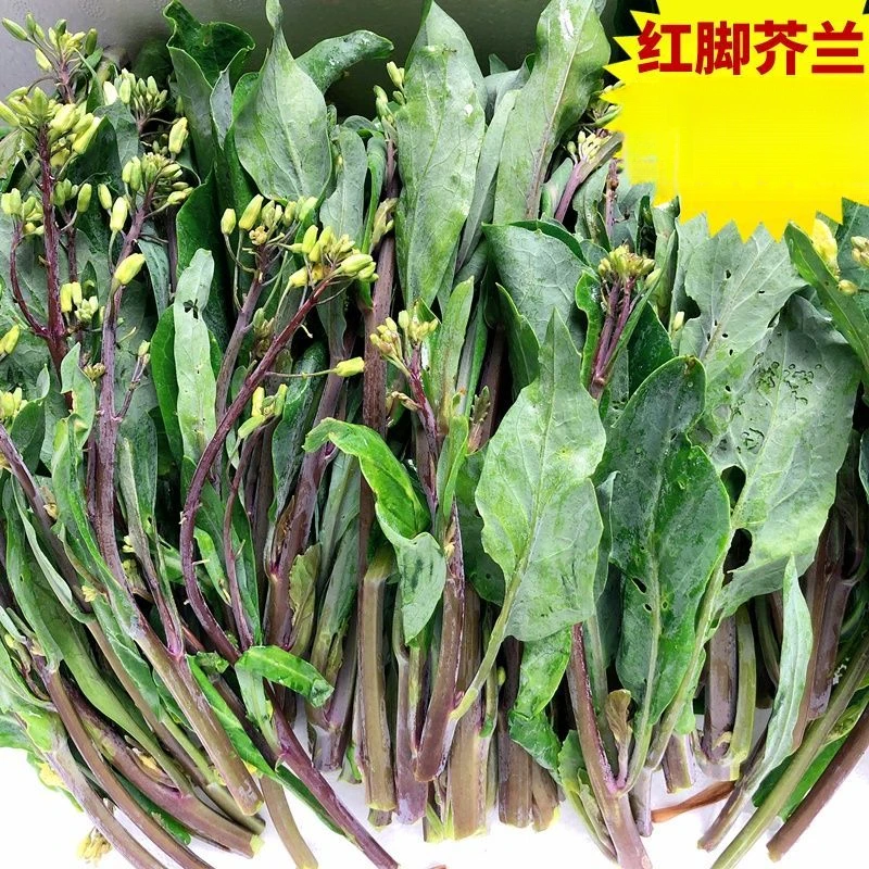 红脚芥兰菜 潮汕揭阳特产 现摘现发芥蓝紫色新鲜芥兰