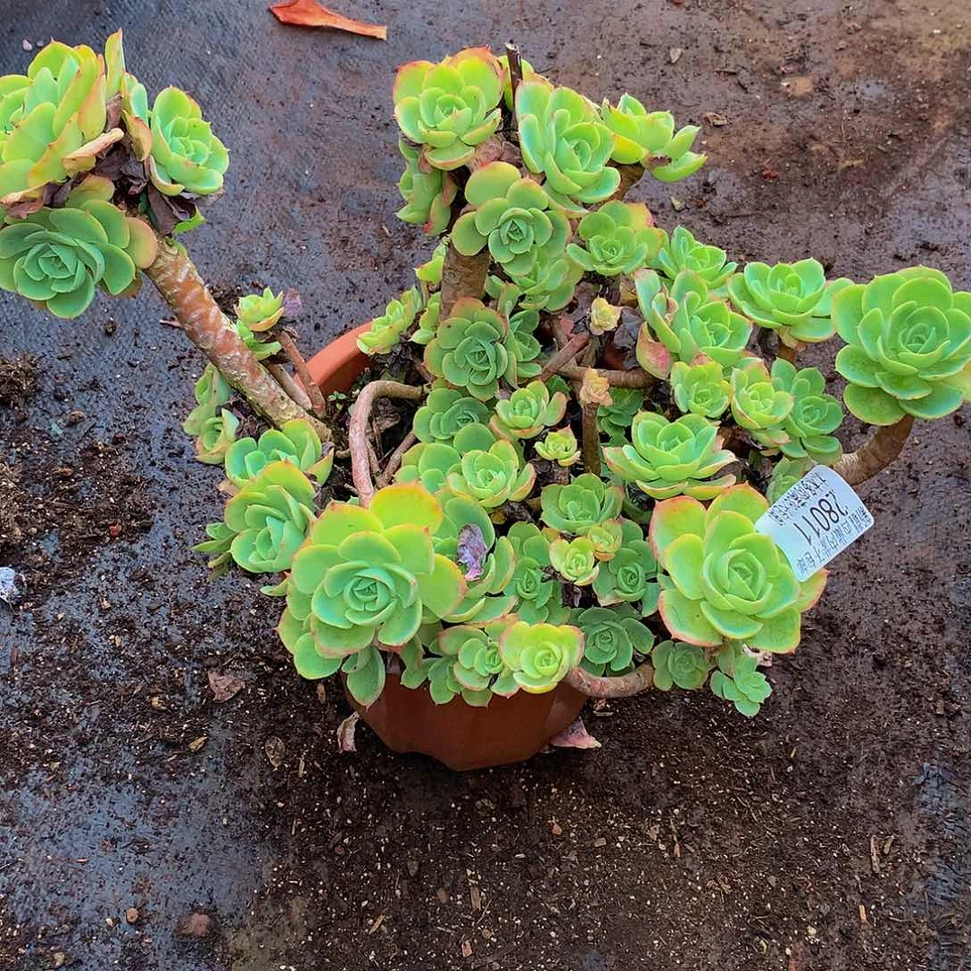 珂***珂    柠檬玫瑰多肉28011