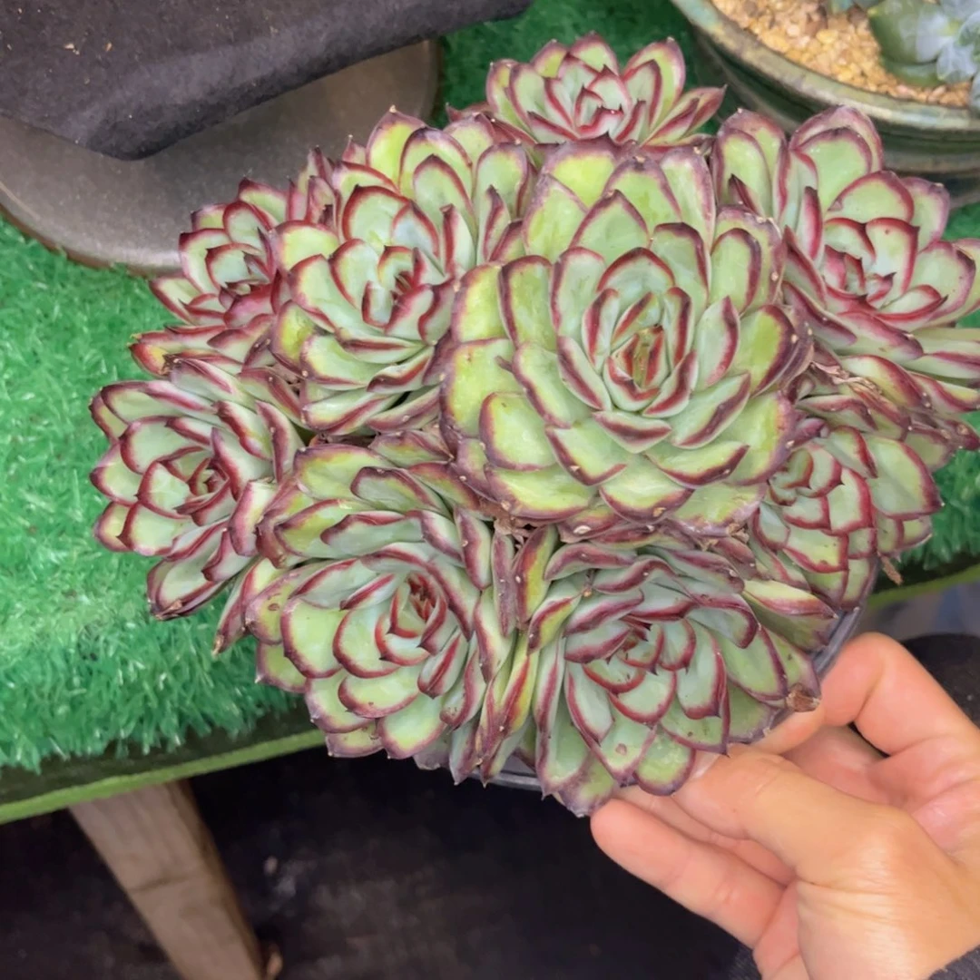 无花朵薰*草友家多肉一物一拍