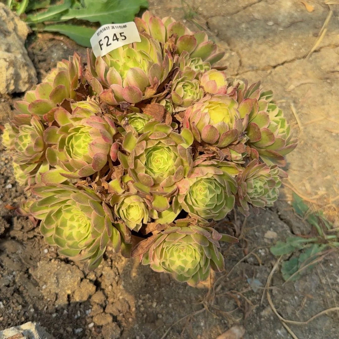 245瑶光。多肉植物
