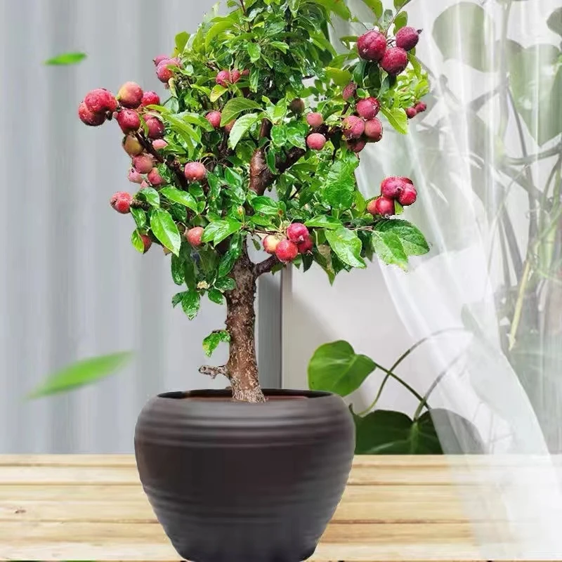 【紫气东来】紫王子海棠花可结果耐寒耐旱耐高温