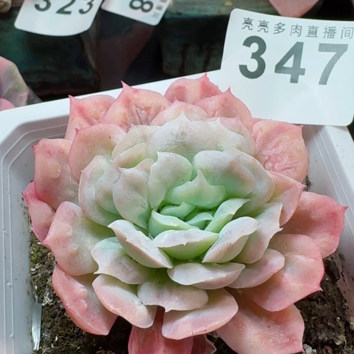 泡泡纱裙         精控精养多肉植物