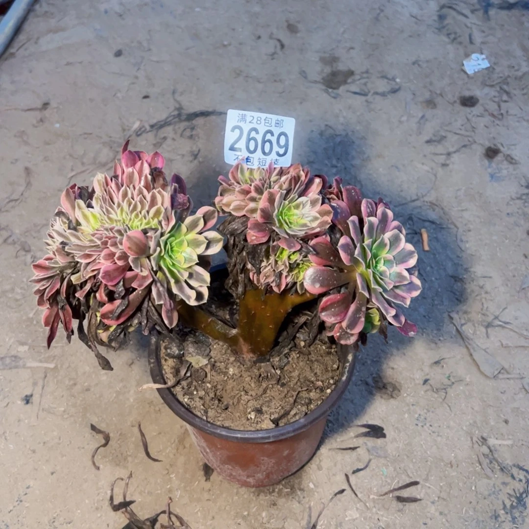 美杜萨缀法师2669