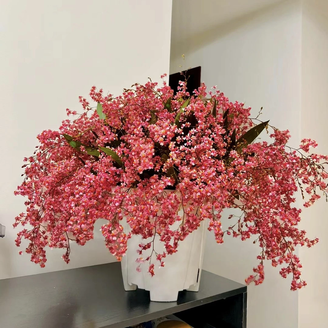 满堂红梦香兰（10支 送飞碟盆）   云南鲜花绿植