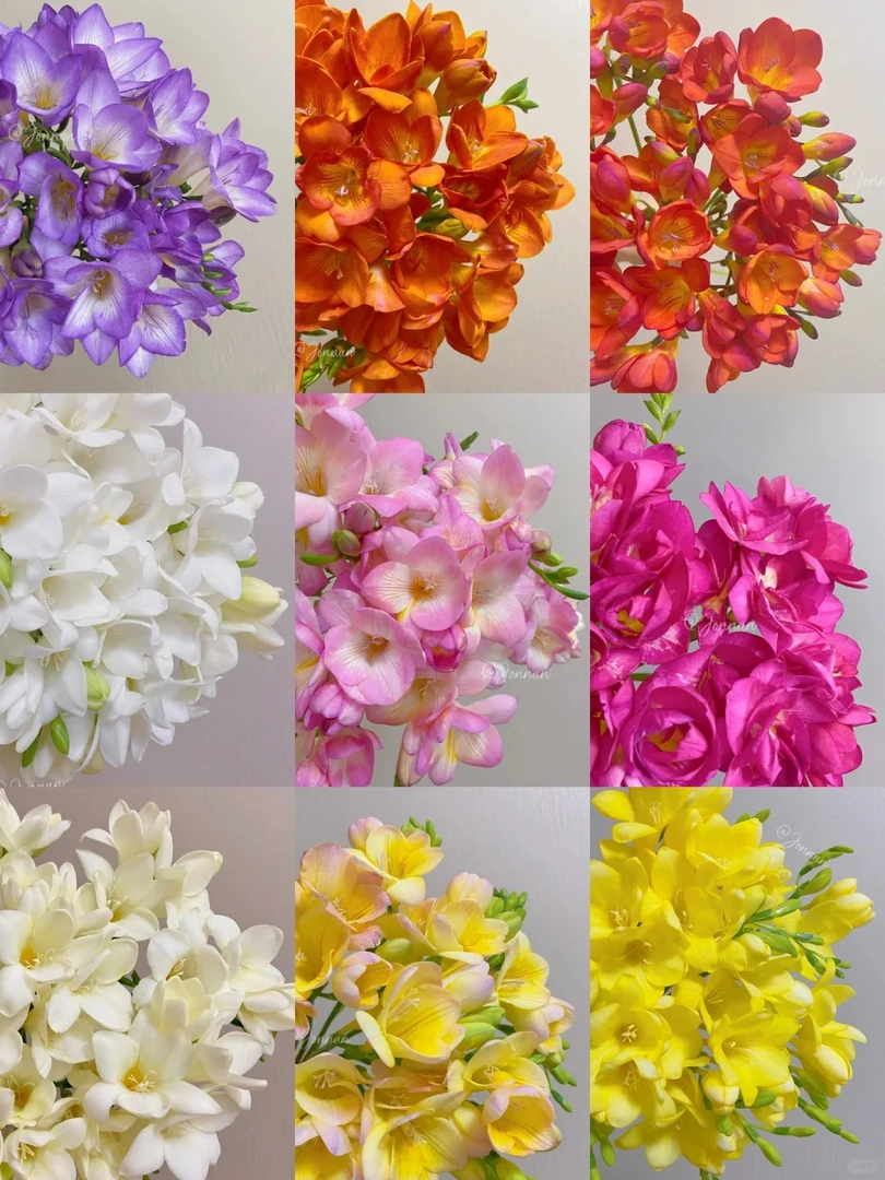 【香雪兰（小香兰）】云南源头直发