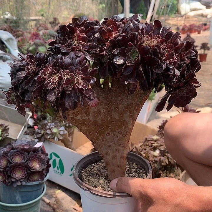 527欧紫缀化多肉植物