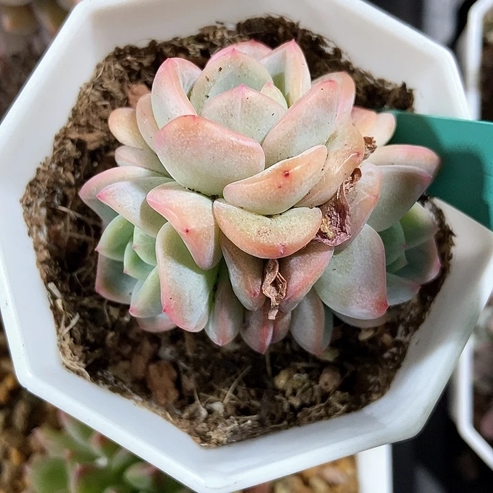 多肉植物星星星珍妮7222