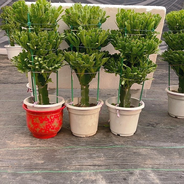 完全开放麒麟花卉