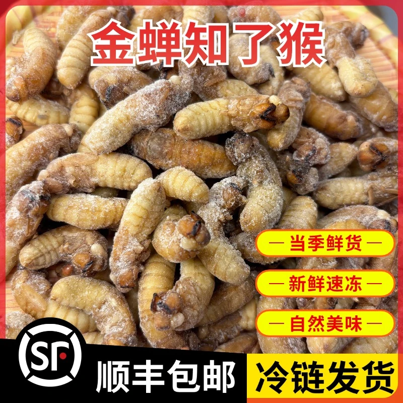 新鲜现货小金蝉活体冷冻知了猴爬叉猴冷链运输可油炸烧烤下酒菜