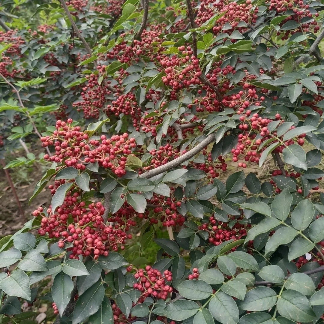 (顺丰包邮)贵州农家新鲜特麻现摘红花椒带枝带叶鲜红麻椒鲜红花椒