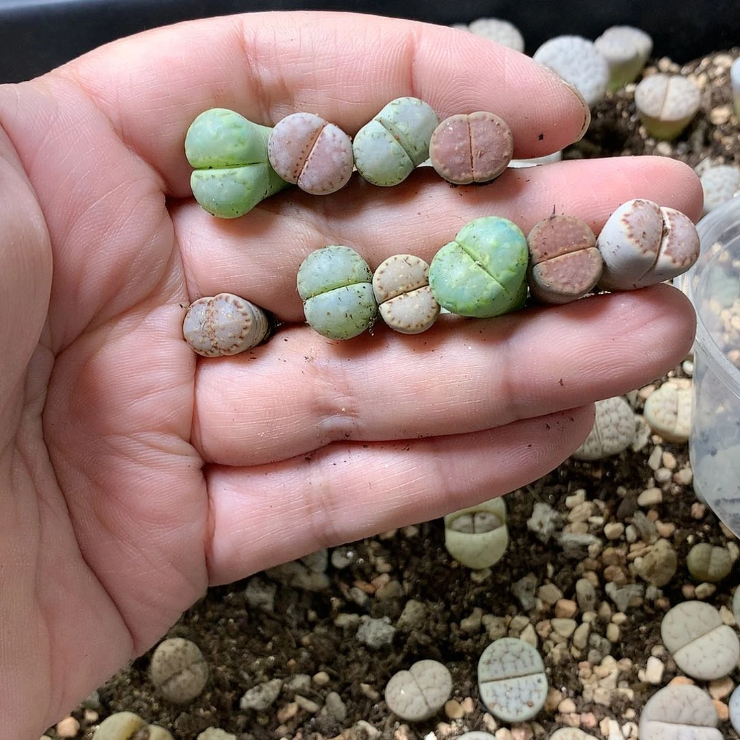 L****eG444多肉植物保护研究所