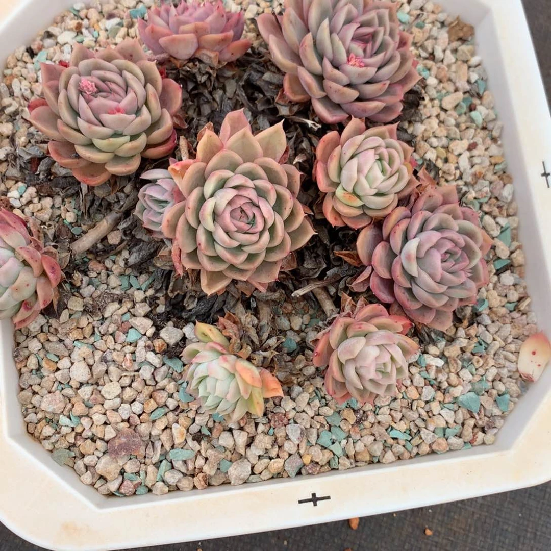 杂交多肉植物杂交多肉植物