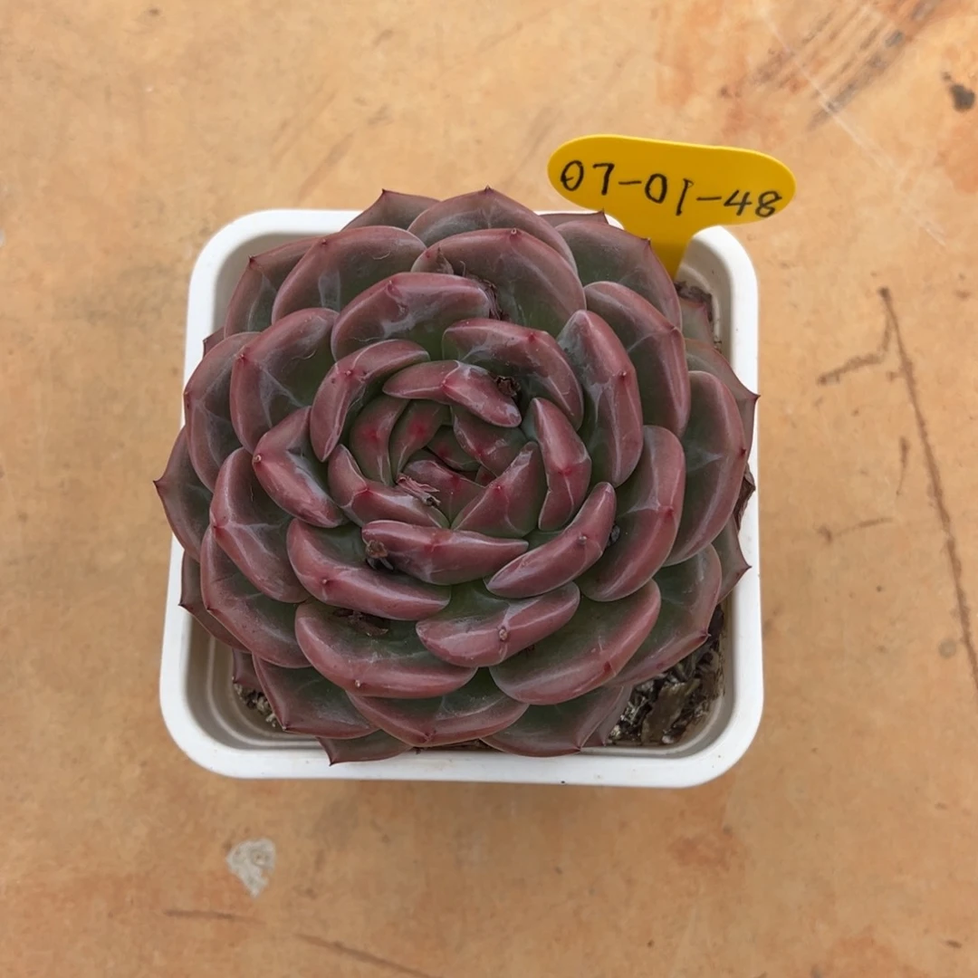 07-01-48暗夜精灵多肉植物