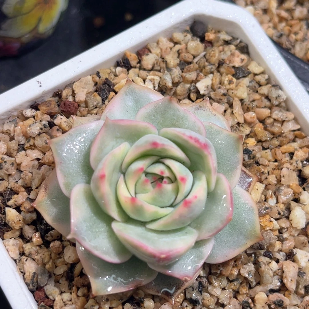 多肉特价粉色提示锦