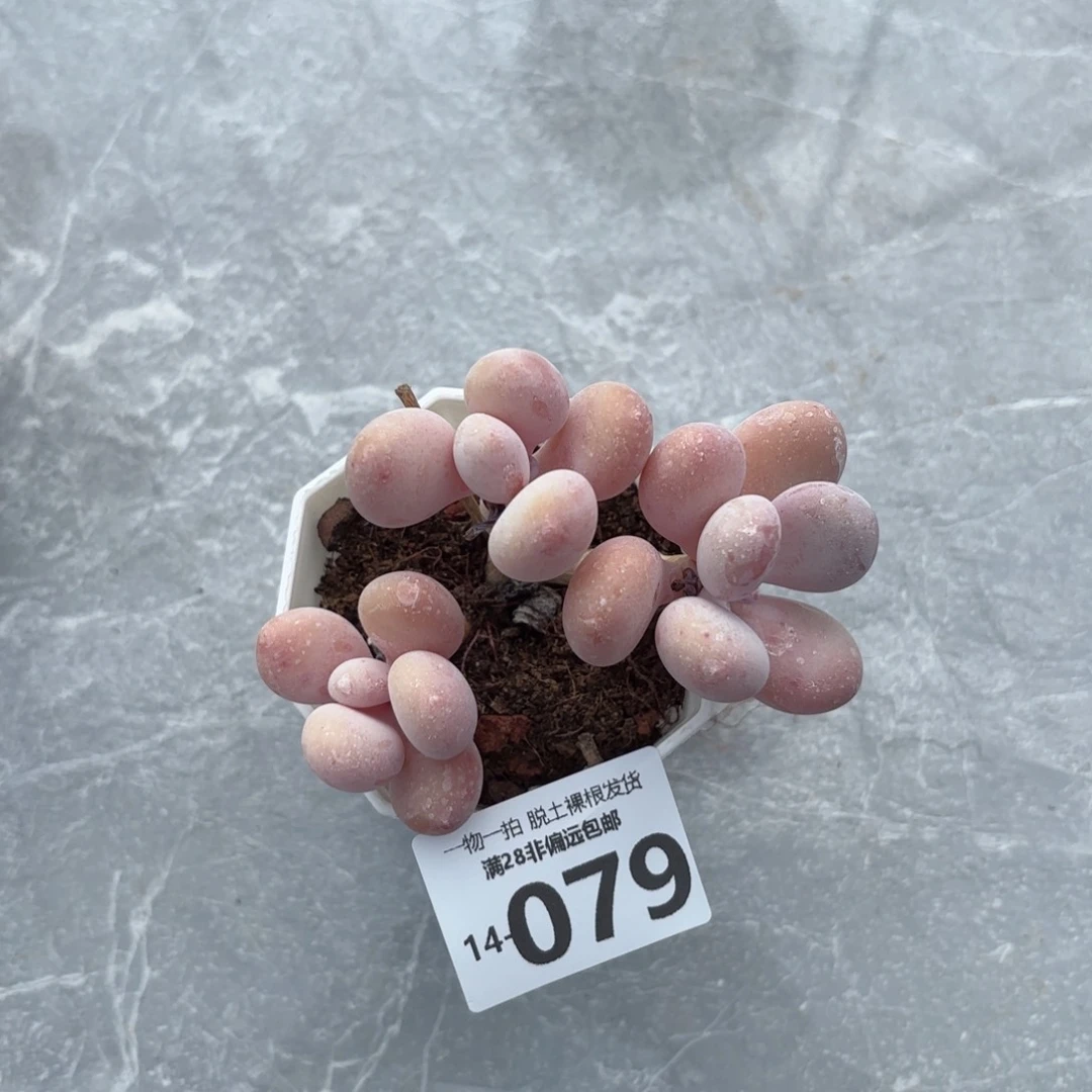 关**乖蛋黄奶多肉多肉多肉