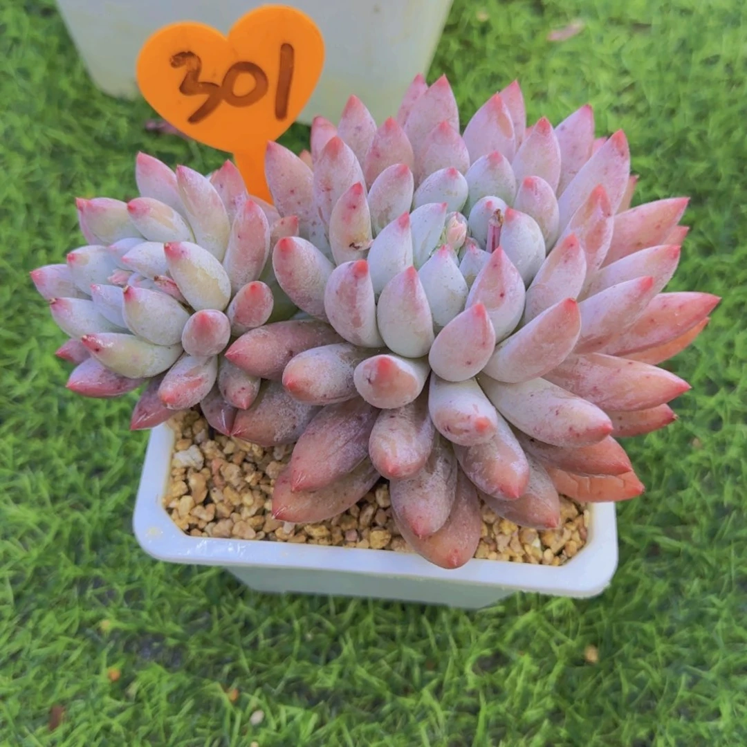 刘*燕301多肉植物一物一拍