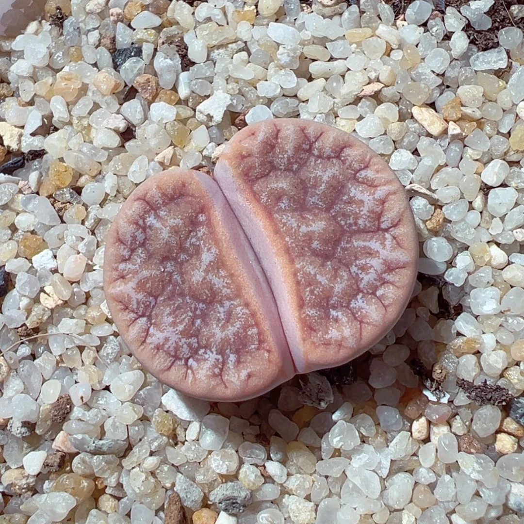 1125-359母本拿铁