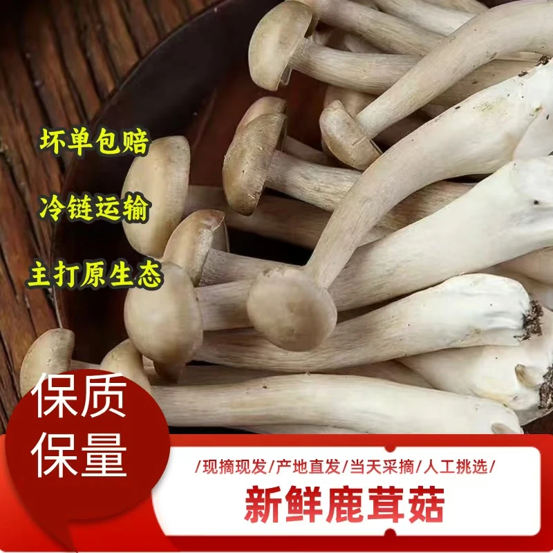 【新鲜鹿茸菇】煲汤炖汤营养饱满精选食用菌鲜货