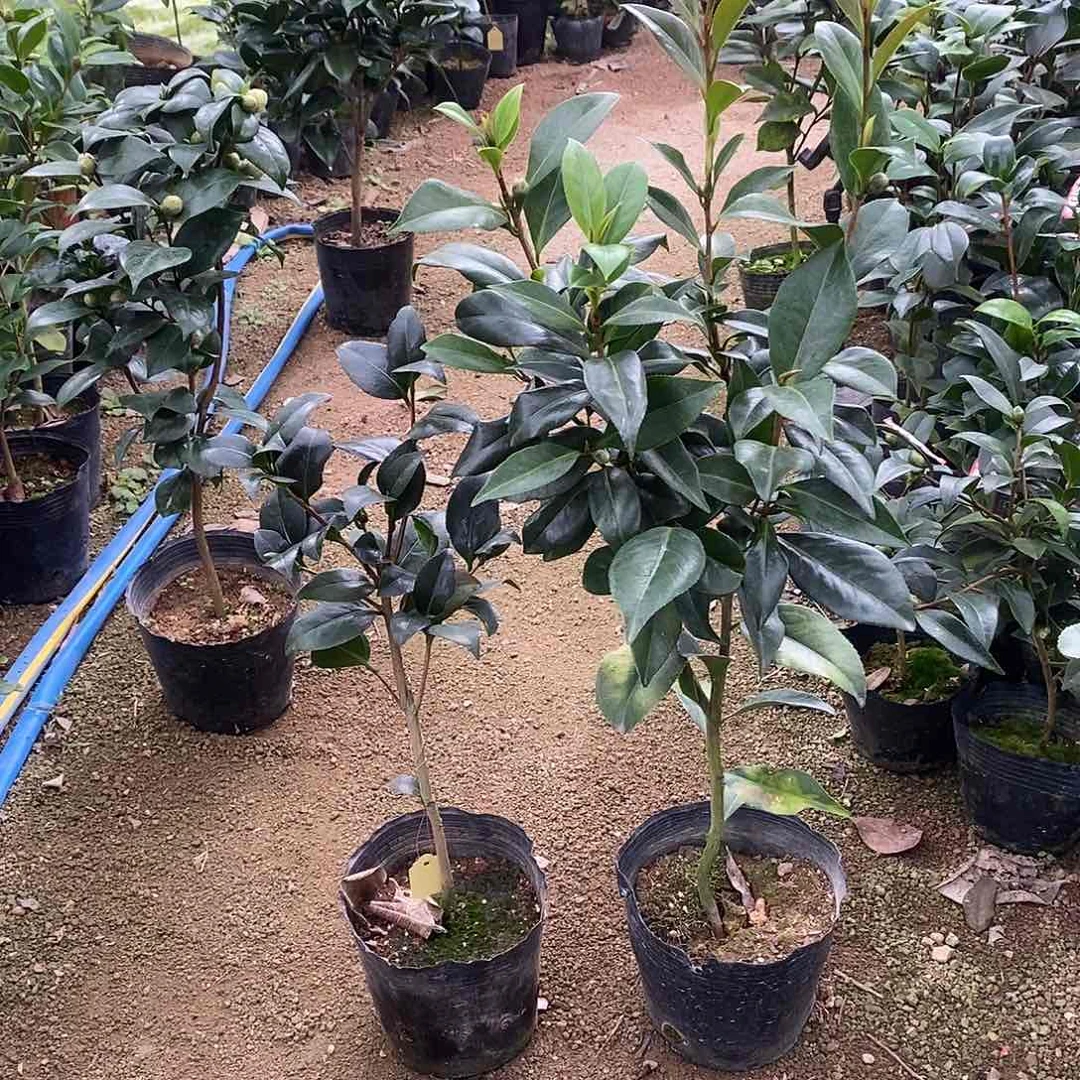 完全开放黄达茶花