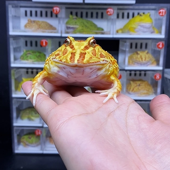 特价秒杀一切顺利