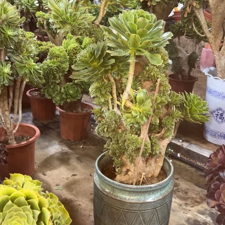 精品法师福利多多