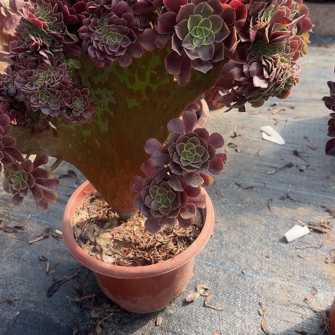 。***朗无花朵欧嘉莉一体化补差价