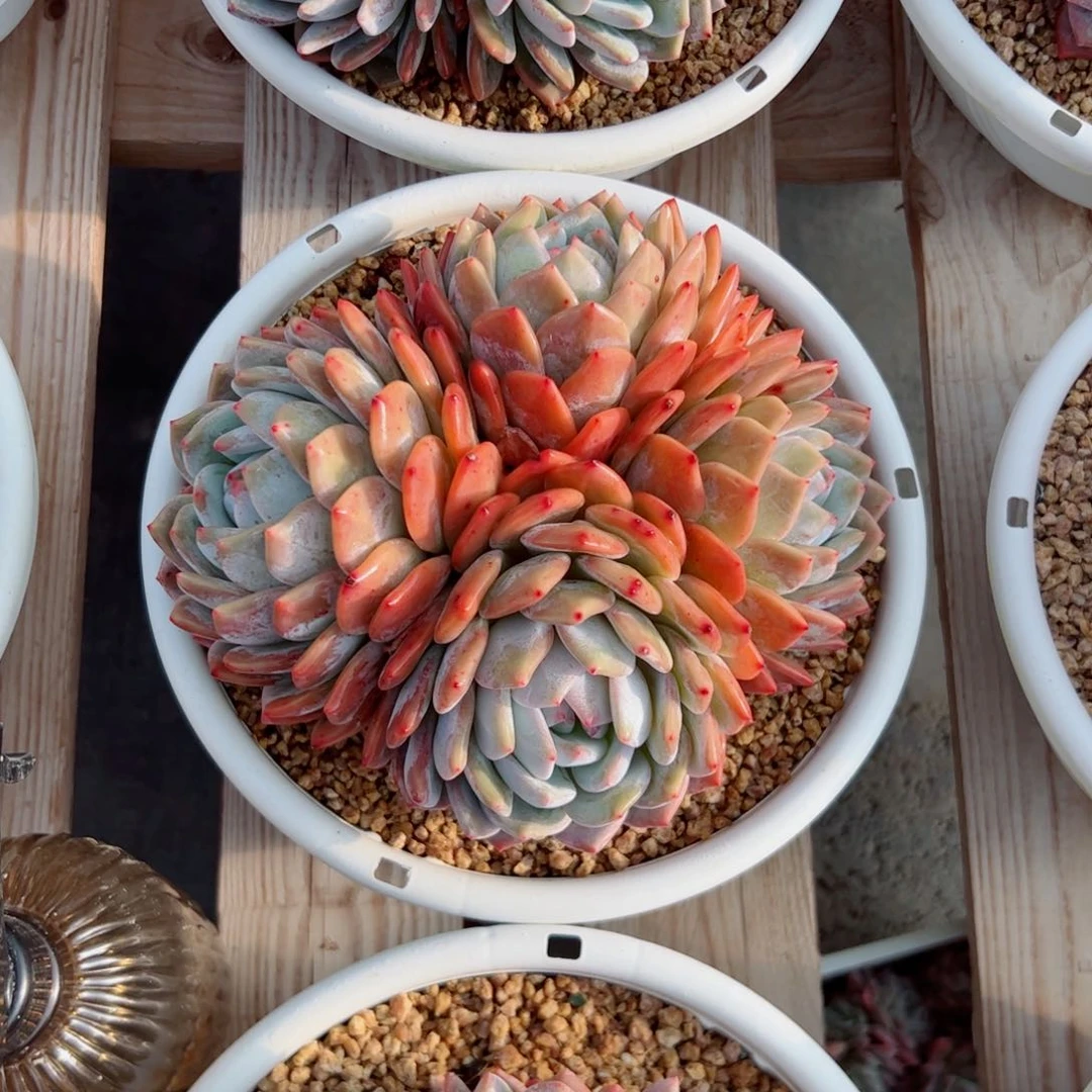 橙子多肉植物多肉植物