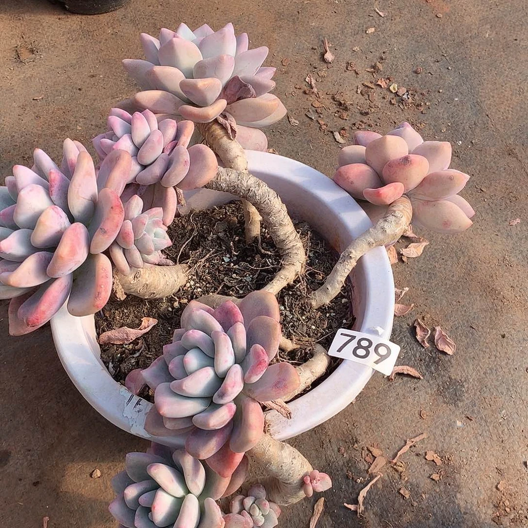 789 一物一拍多肉