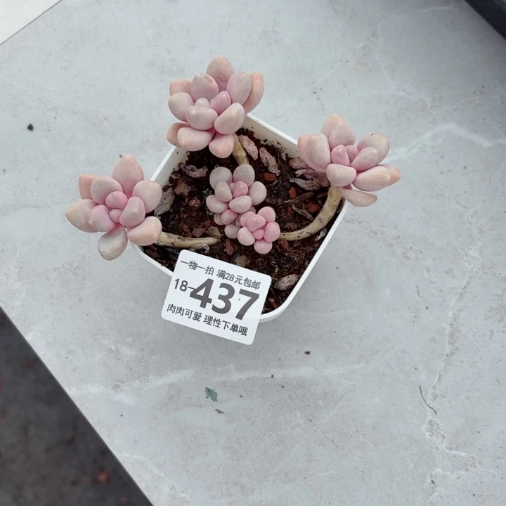 艾伦多肉无盆土发货多肉多